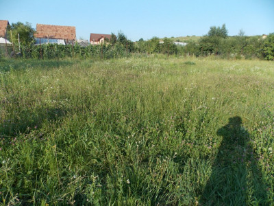 Terenuri de vanzare Sura Mare imagine mica 3