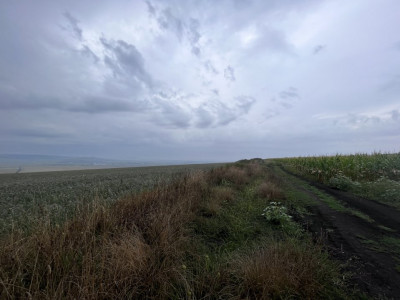 Teren de vanzare extravilan 30000 mp Sura Mare Sibiu