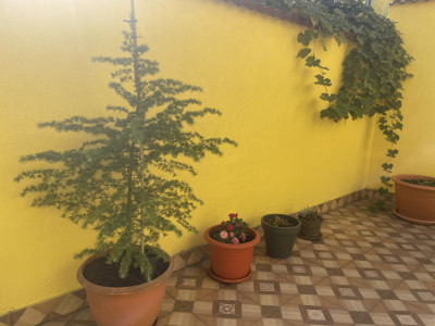 Case de inchiriat Sibiu Orasul de Jos imagine mica 34