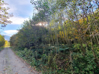 Terenuri de vanzare Lisa imagine mica 2