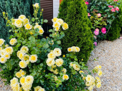 Case de vanzare Sibiu Selimbar imagine mica 11