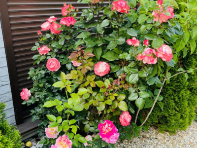 Case de vanzare Sibiu Selimbar imagine mica 13