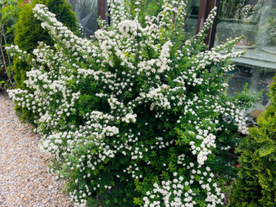 Case de vanzare Sibiu Selimbar imagine mica 16