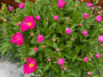 Case de vanzare Sibiu Selimbar imagine mica 19