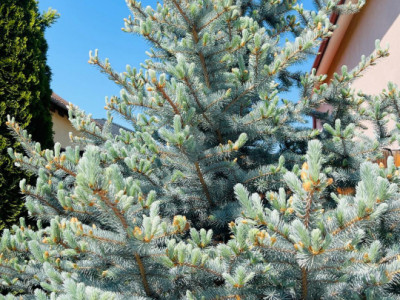 Case de vanzare Sibiu Selimbar imagine mica 21