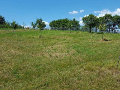 Teren 1974 mp intravilan de vanzare in Loman judetul Alba