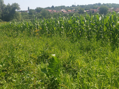 Terenuri de vanzare Sibiu Gusterita imagine mica 1